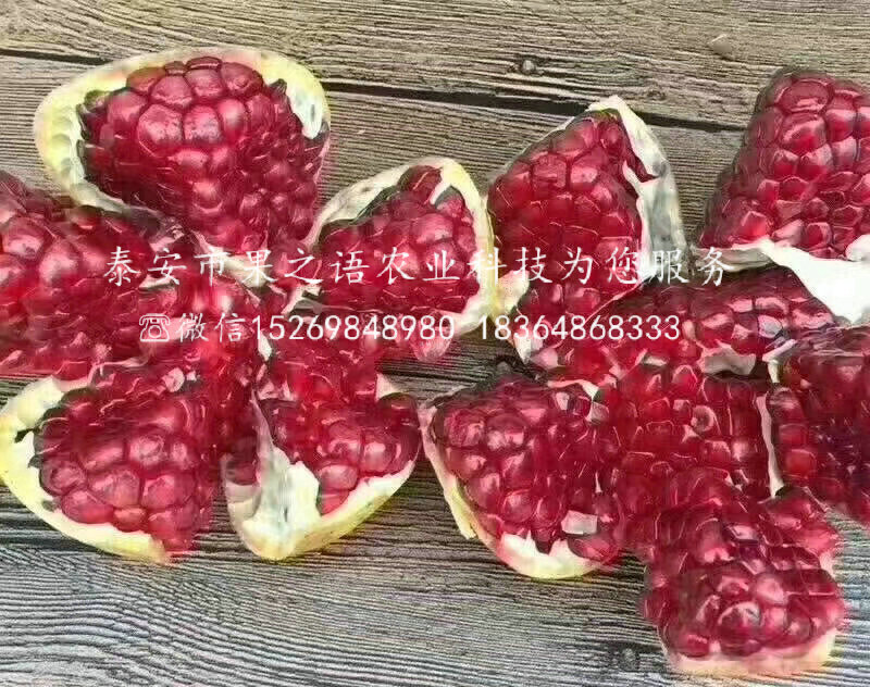 泉州苗供應(yīng)