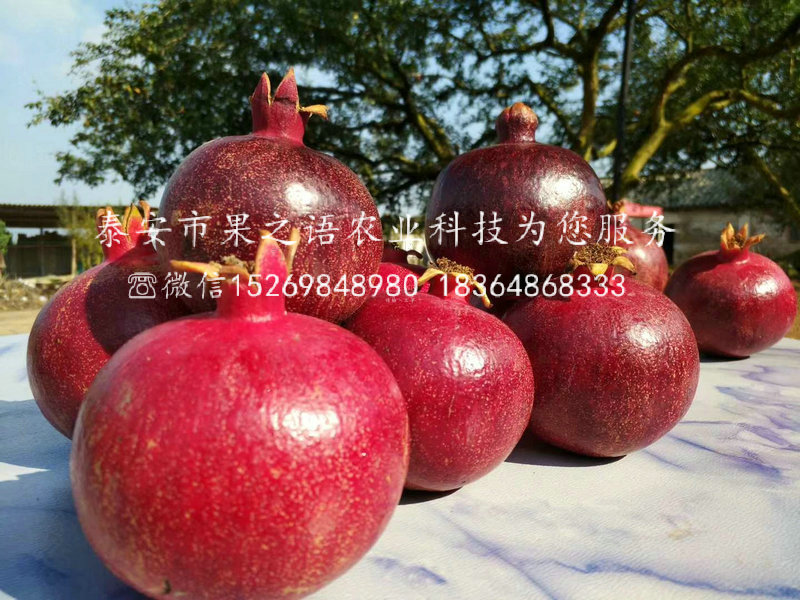 豐臺花石榴苗一畝栽多少棵