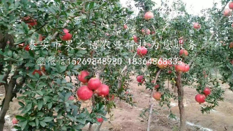 忠縣紅如意軟籽石榴出售