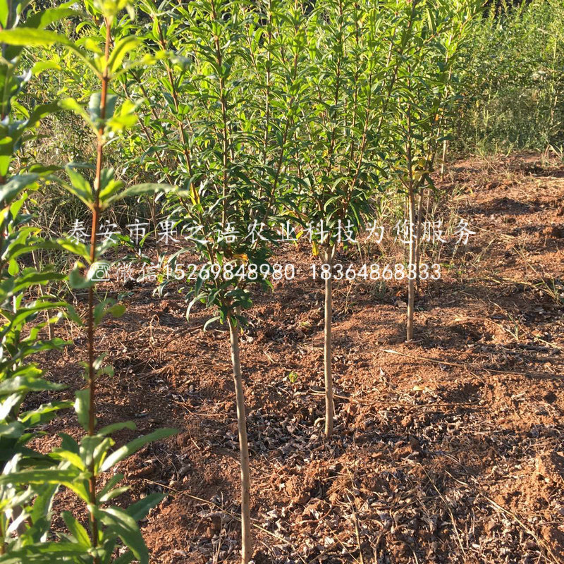唐山泰山紅石榴苗種植技術(shù)
