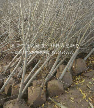 葫蘆島大青皮石榴苗新品種