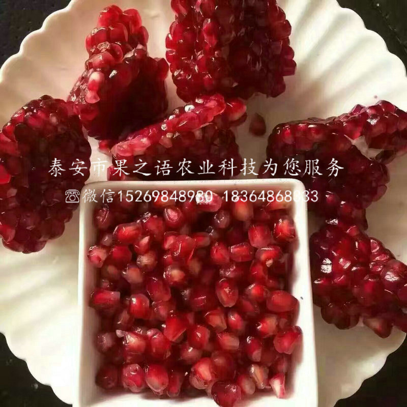 合肥黑石榴苗成長特性
