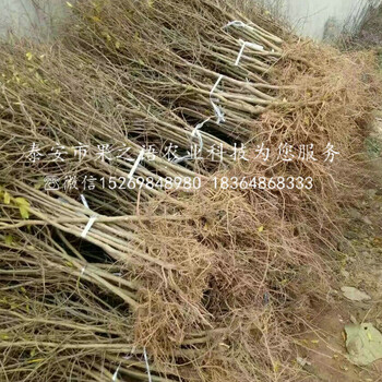 保山花石榴苗種類繁多