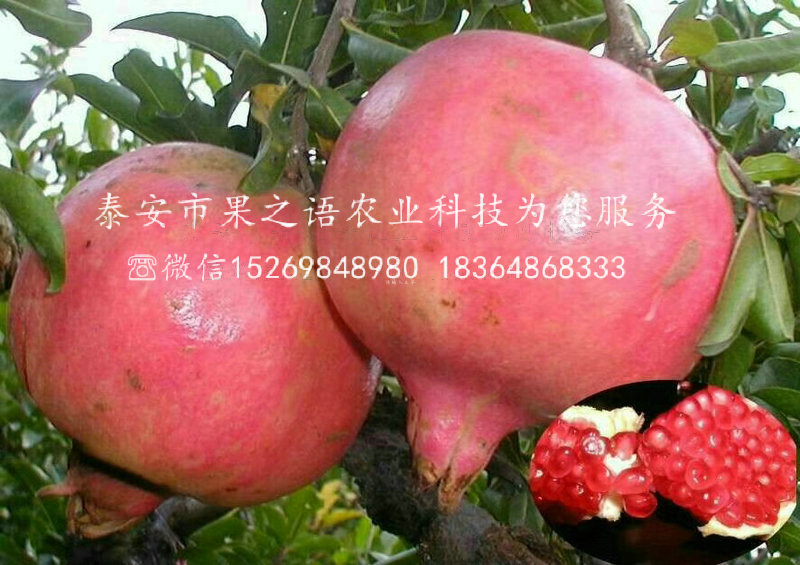 朝陽蒙陽紅石榴苗行情