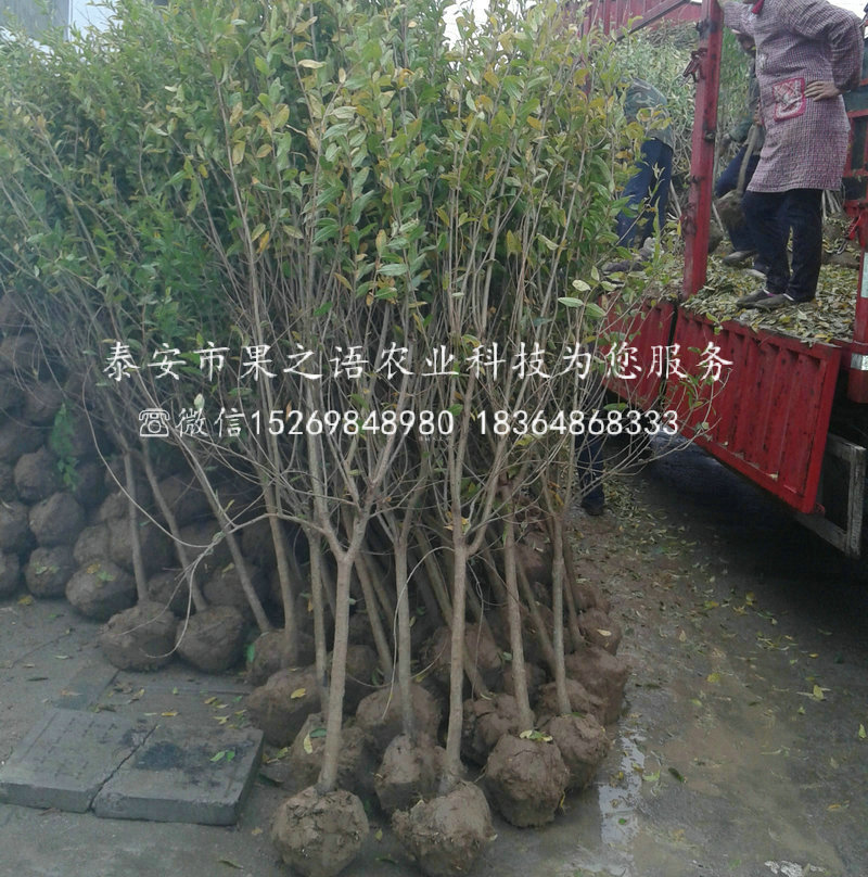 豐臺花石榴苗一畝栽多少棵