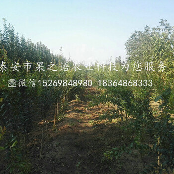 朝陽蒙陽紅石榴苗行情