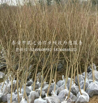 合肥黑石榴苗成長特性