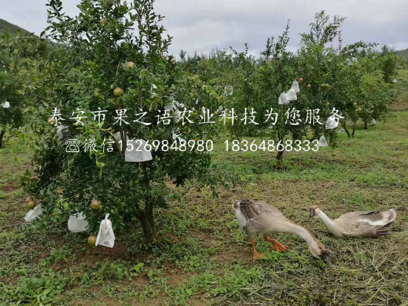 哈密甜石榴苗今年報價