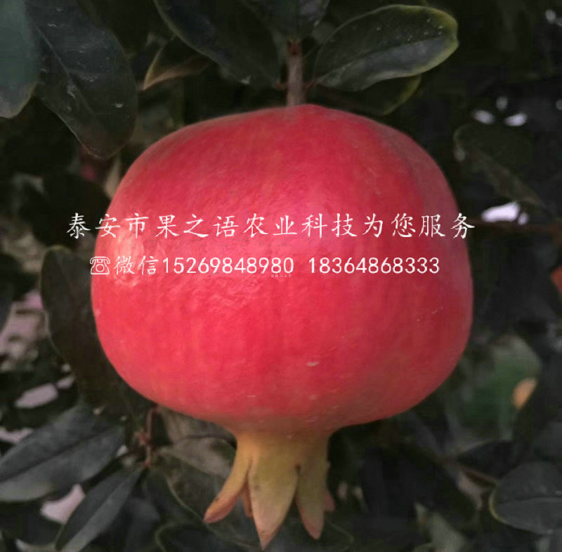無(wú)錫甜石榴苗價(jià)格表