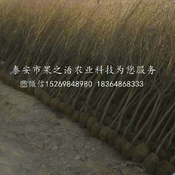 豐臺花石榴苗一畝栽多少棵