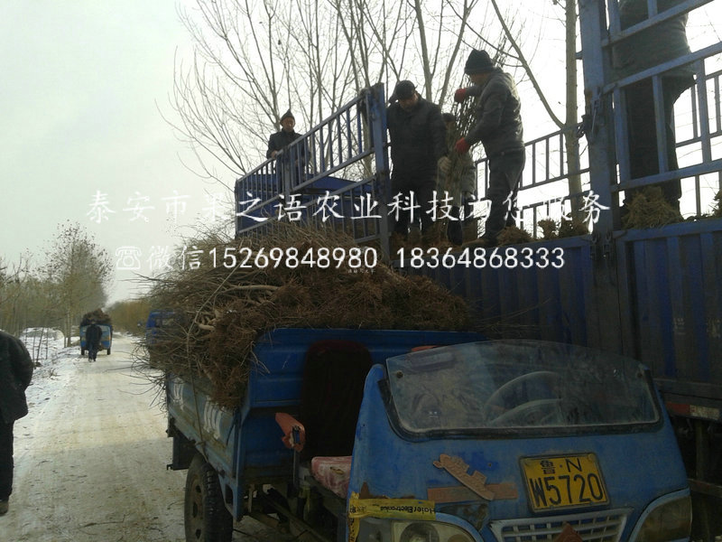 銅陵蒙陽紅石榴苗供應(yīng)商