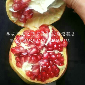 哈密甜石榴苗今年報價