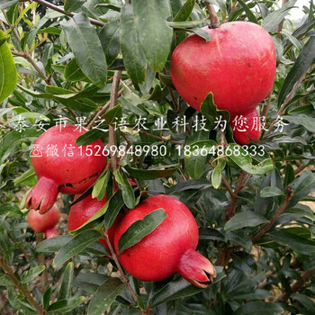 西青黑石榴苗哪里有賣