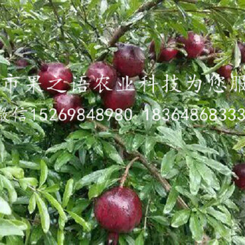 呼和浩特蒙陽紅石榴苗新品種