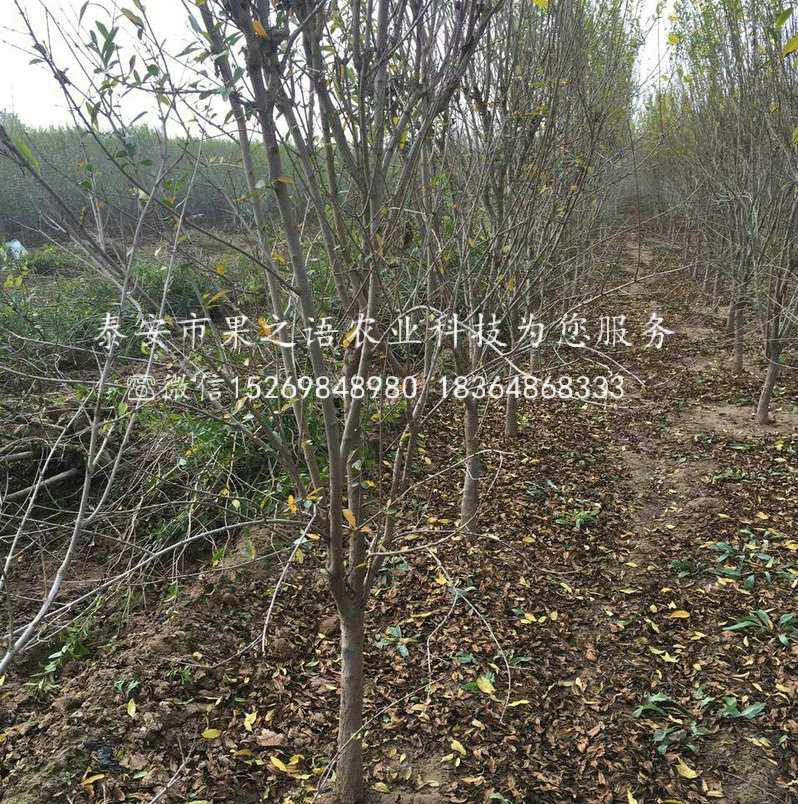 合肥黑石榴苗成長特性
