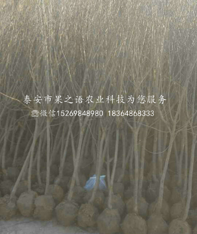 昭通軟籽石榴價格批發(fā)