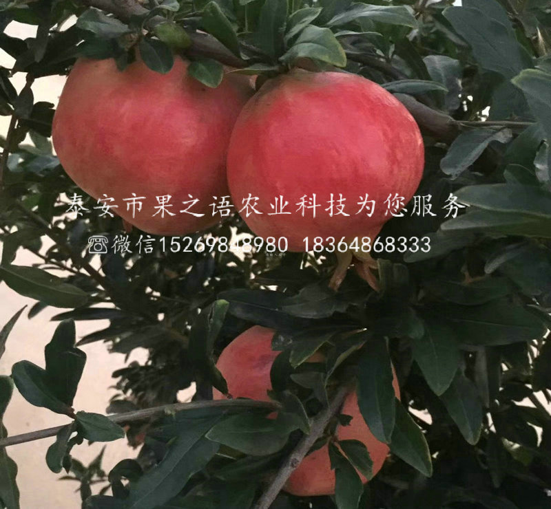 銅陵蒙陽紅石榴苗供應(yīng)商