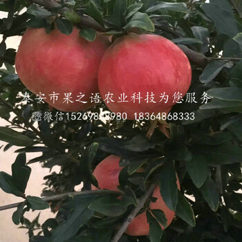唐山泰山紅石榴苗種植技術