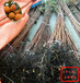 8cm柿子树苗图片订购热线