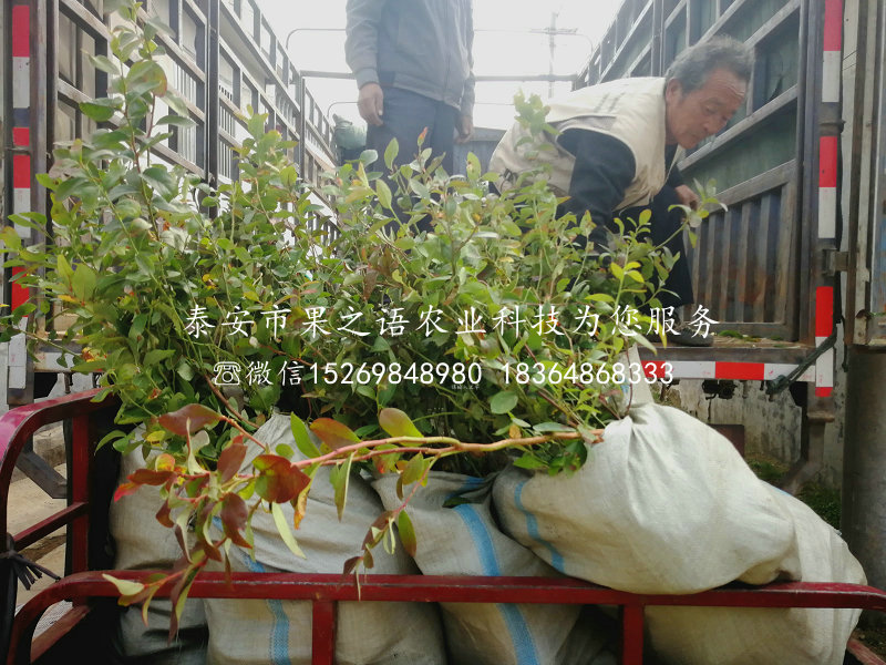 綠寶石藍(lán)莓苗