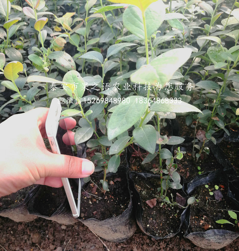 塞拉藍莓苗_塞拉藍莓苗基地