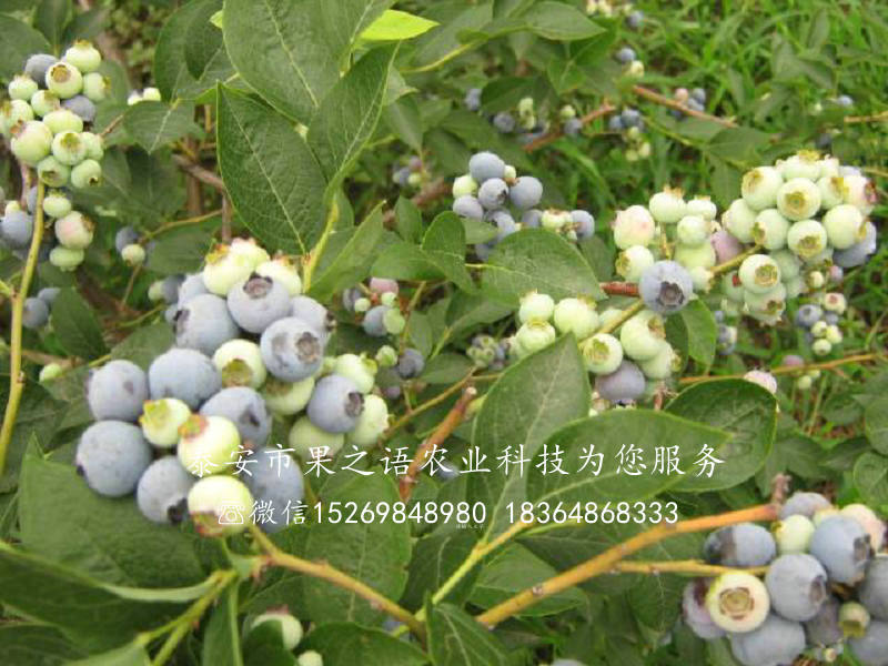 藍(lán)莓小苗、愛國者藍(lán)莓苗哪里有賣