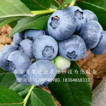 藍(lán)塔藍(lán)莓苗多少錢一棵