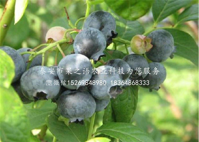 藍(lán)莓苗、粉藍(lán)藍(lán)莓苗多少錢一棵
