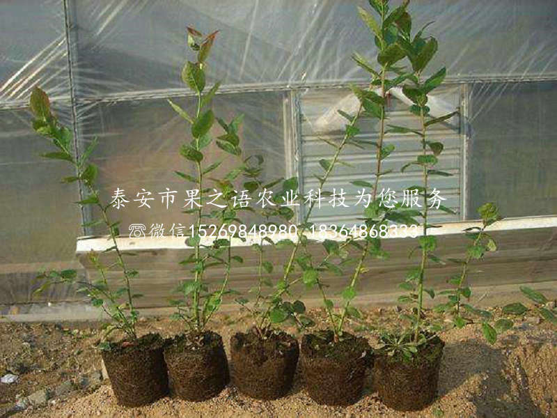 圓藍(lán)藍(lán)莓苗多少錢一棵