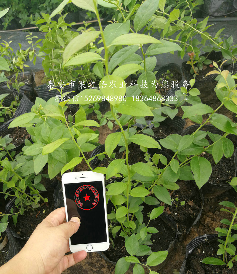 珠寶藍莓苗_珠寶藍莓苗基地