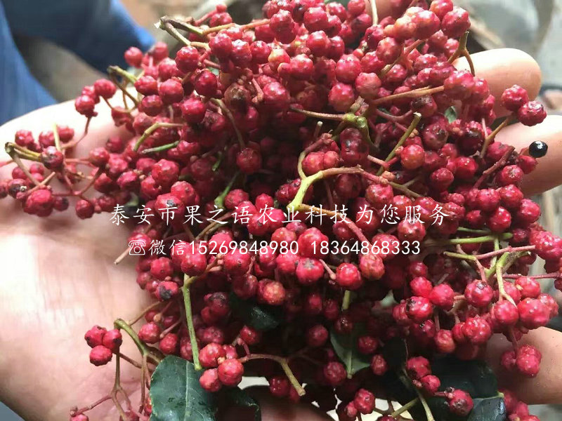 0.5cm花椒多少钱一棵,河南洛阳0.5cm花椒