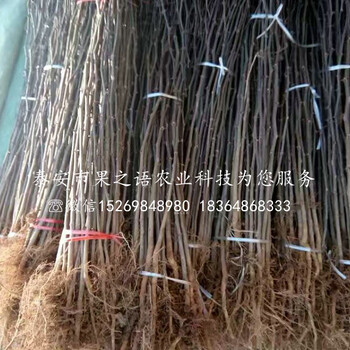 大花椒花椒苗多少錢一棵,四川廣元大花椒花椒苗