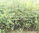 大红袍花椒苗品种,浙江湖州大红袍花椒苗