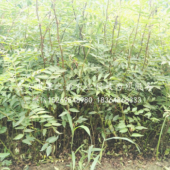 无刺花椒苗新品种,新疆博尔塔拉州无刺花椒苗