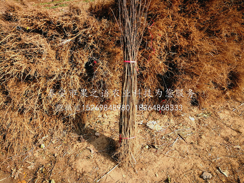 小红袍花椒苗种植基地,内呼伦贝尔小红袍花椒苗