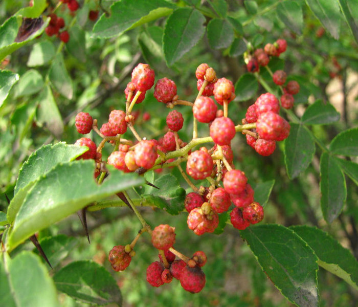 麻椒花椒苗图片,湖北荆州麻椒花椒苗