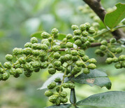 花椒种苗今年报价,山东聊城花椒种苗图片5