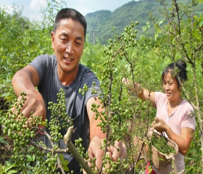 1米花椒苗多少钱一棵,贵州遵义1米花椒苗