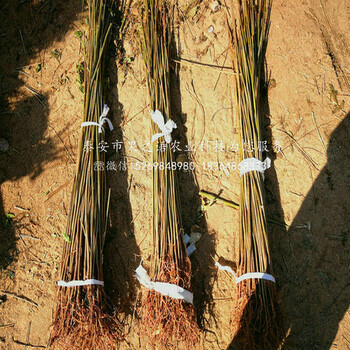 香椿樹(shù)苗_紅油6號(hào)香椿樹(shù)哪里有賣(mài)