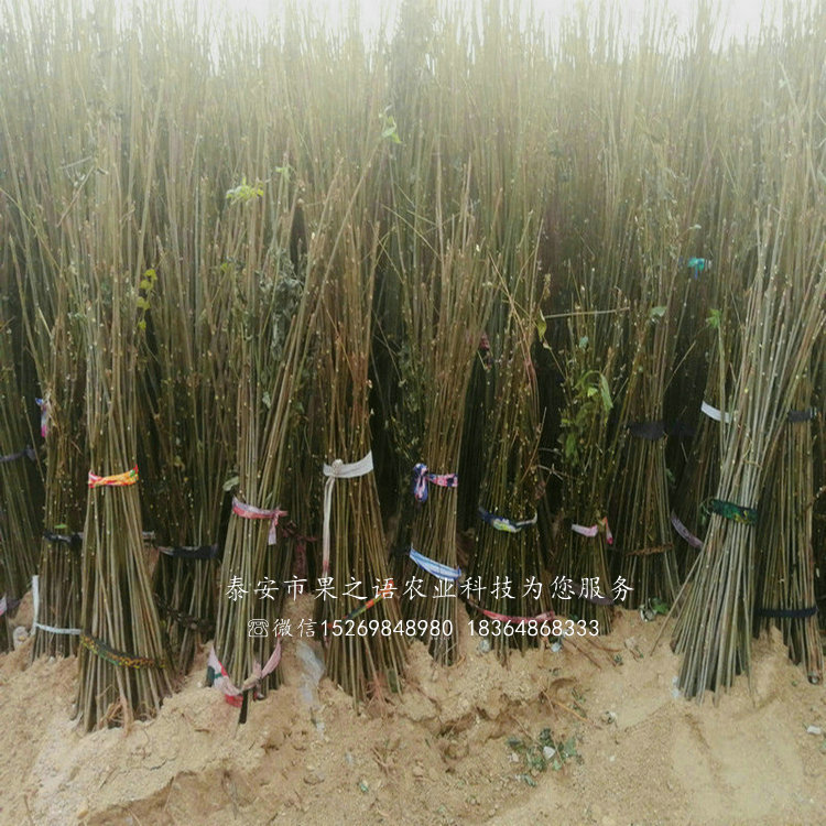 河北衡水紅油6號(hào)香椿苗出售