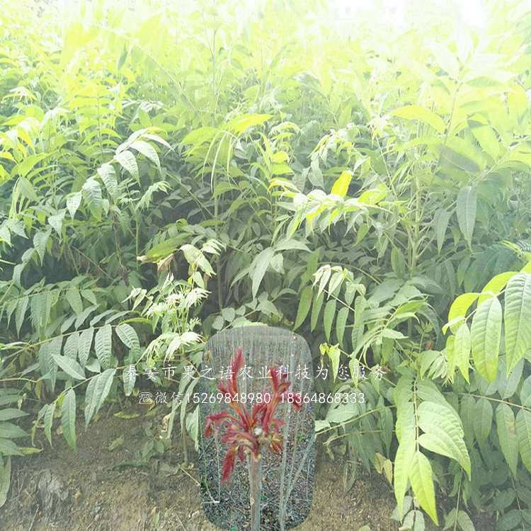 1公分香椿樹