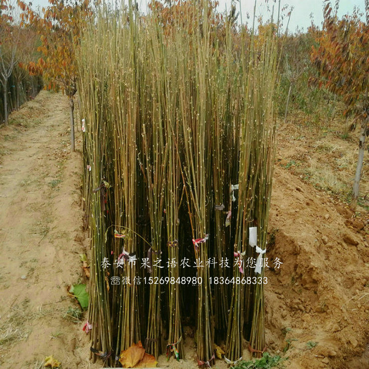 香椿樹苗_紅油6號(hào)香椿樹哪里有賣
