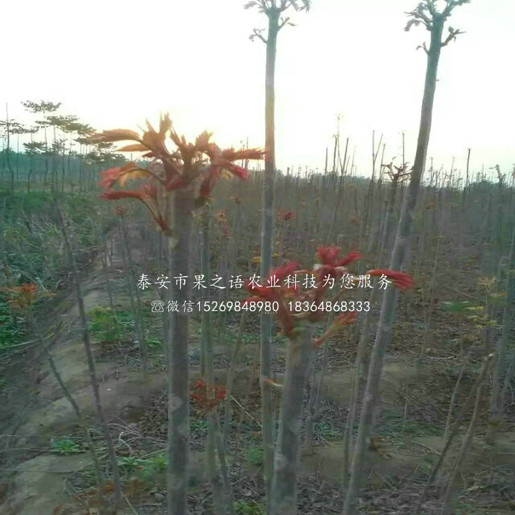 香椿樹苗_紅油6號(hào)香椿樹哪里有賣