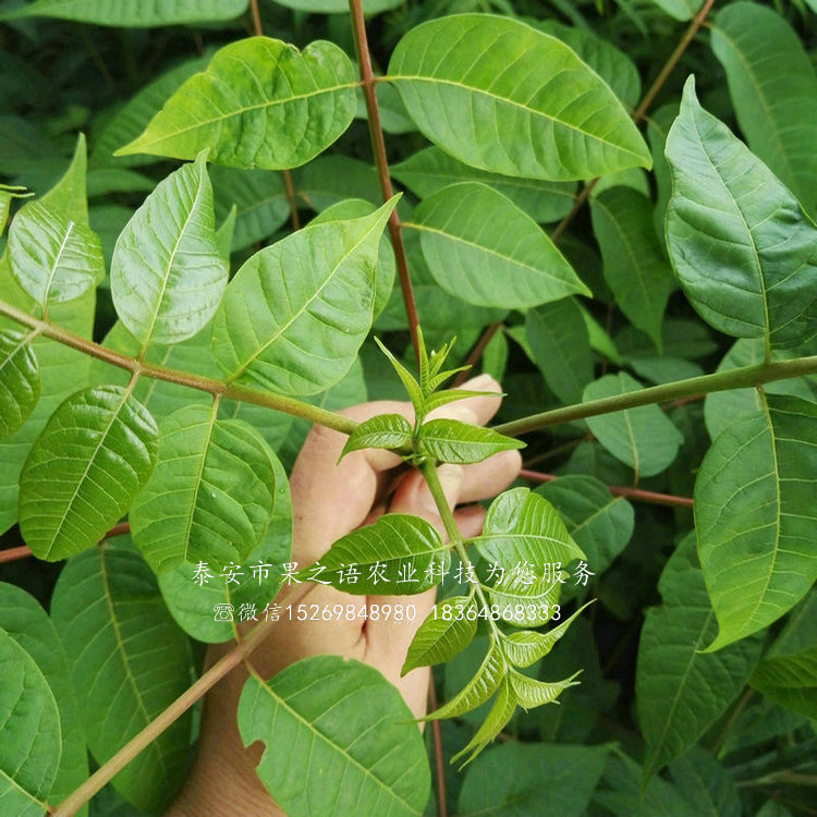 香椿苗_红油香椿树苗多少钱一棵