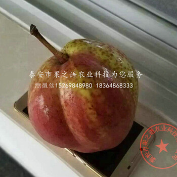 中梨3號梨樹苗品種、黑龍江大興安嶺中梨3號梨樹苗