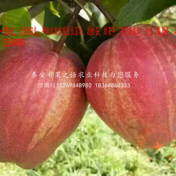 蘋果梨樹苗出售信息、寧夏銀川蘋果梨樹苗