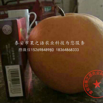 2公分梨樹(shù)現(xiàn)貨、廣東陽(yáng)江2公分梨樹(shù)