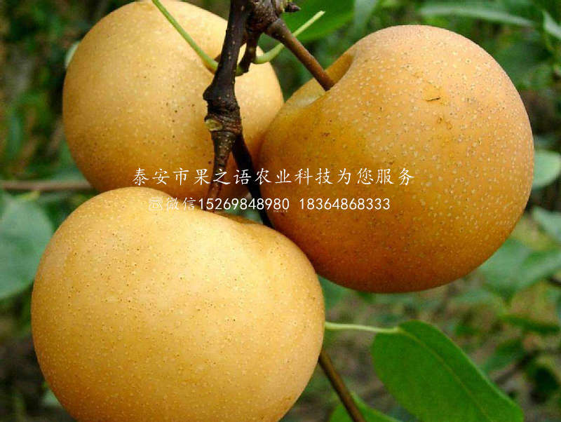 派克漢姆斯梨樹批發(fā)、湖北鄂州派克漢姆斯梨樹