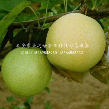 美人酥梨樹(shù)品種、云南普洱美人酥梨樹(shù)