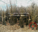 矮化梨树苗技术指导、内蒙古巴彦淖尔矮化梨树苗图片
